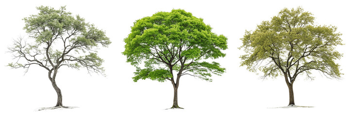 Obraz premium Set of A Sight of a tree isolated on a transparent background.