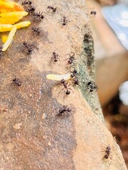 ants on the ground