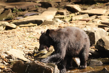 brown bear cub with a salmon it has caught in its mouth