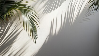 sunlight shadows on a white wall with palm leaves overhead