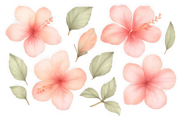 Watercolor peach hibiscus flowers and leaves isolated on transparent background