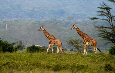Two Rothschild’s Giraffes Walking Across the Grasslands of Lake Nakuru, Kenya