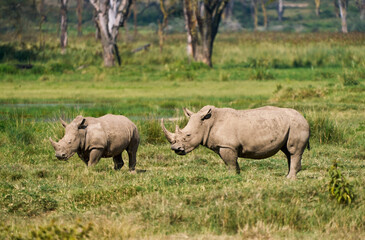 Adult and Young White Rhinos Roaming the Grasslands of Lake Nakuru, Kenya