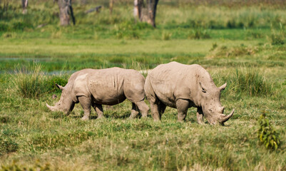 Fototapeta premium Pair of White Rhinos Feeding in the Open Plains of Lake Nakuru National Park, Kenya
