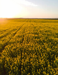 Obraz premium Vast yellow flower field sunset