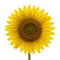 Fototapeta premium Blooming sunflower in a bright studio setting nature. Cut out png