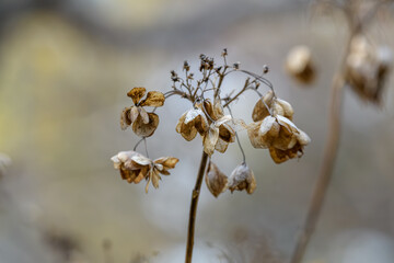 冬枯れのアジサイのドライフラワー