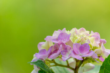 緑の背景に咲くピンクのアジサイの花