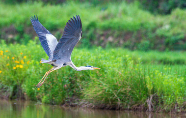 great blue heron ardea cinerea