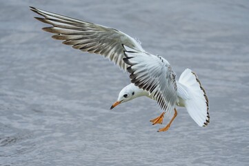 seagull flying in the sky