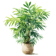 A watercolor painting of Parlor Palm, vector illustration on white background.