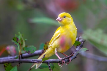 red and yellow macaw
