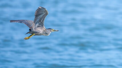 seagull on blue sky