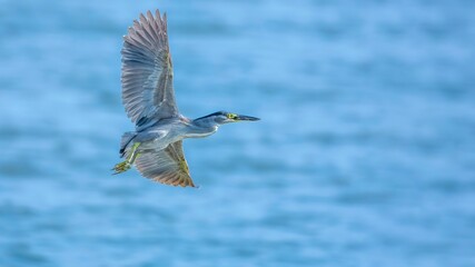 great blue heron in flight