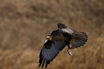 red backed vulture