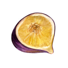 Watercolor half of fig isolated on a white background. Good for postcards,recipes, menu, invitations, greeting cards.