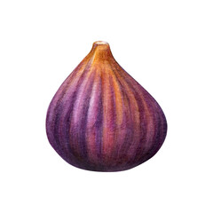 Fototapeta premium Fig watercolor. Purple subtropical plant hand-painted on a white background. Good for postcards,recipes, menu, invitations, greeting cards.