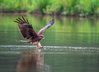 eagle in the water