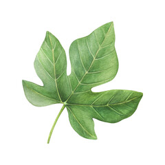Watercolor fig leaf on a white background. Good for postcards,recipes, menu, invitations, greeting cards.