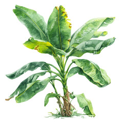 Obraz premium Banana Plant, watercolor painting, vector illustration, isolated on a white background.