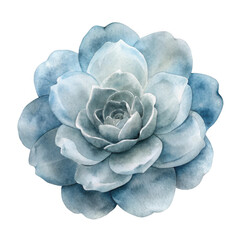 3d echeveria succulent flower realistic render isolated on transparent background
