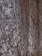 Obraz premium Old weathered brown wooden wall with rough texture and natural wood grain pattern