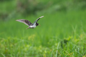 Bird in Flight Over Green Field