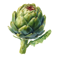 Fototapeta premium Artichoke, watercolor painting, vector illustration, isolated on a white background.