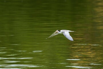 Tern flying over a green lake with a fish.