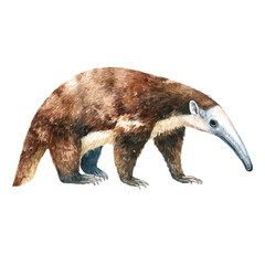 A watercolor painting of Anteater, vector illustration on white background.