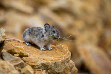 Collared Pika taken in Denali NP Alaska