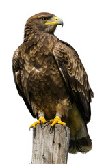 Obraz premium Majestic eagle perched on a timber post in natural habitat capturing the essence of wildlife. Cut out png