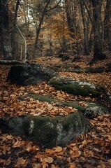 Obraz premium Eco-friendly autumn forest with earthy tones, moss-covered rocks, and fallen leaves, creating a calm and natural atmosphere in harmony with the environment.
