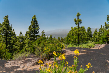 Montaña de Tamanca – Vulkanlandschaft, La Palma © Florian Braun