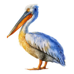 A watercolor painting of Pelican, vector illustration on white background.