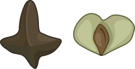 Skale and seed of birch in style of botanical illustration isolated on white background
