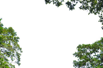 Naklejka premium Branches of a big green tree cut out for illustration