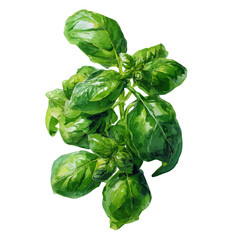 A watercolor painting of Basil, vector illustration on white background.