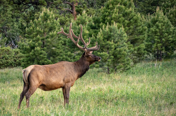 Profile Of Bull Elk In Grassy Meadow