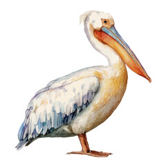 Pelican, watercolor painting, vector illustration, isolated on a white background.