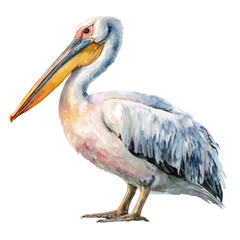 Pelican in watercolor style, vector illustration, isolated on white background.