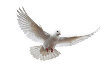 White dove flying with wings spread isolated on transparent background