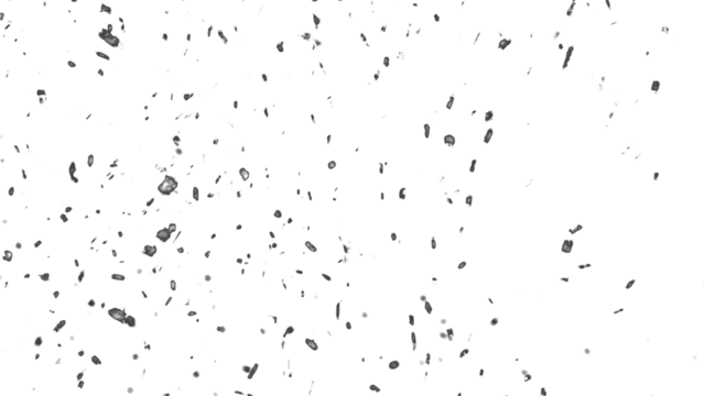 Snowfall. Winter heavy snowflakes. Overlay texture isolated  background PNG transparent