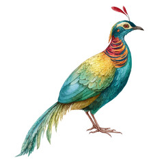 Paradise Bird in watercolor style, vector illustration, isolated on white background.