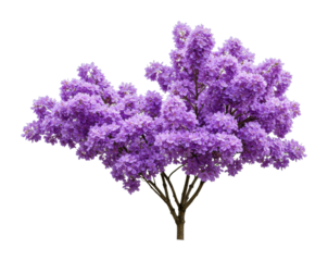 Blooming lilac tree nature plant outdoor setting beauty of flora. Cut out png