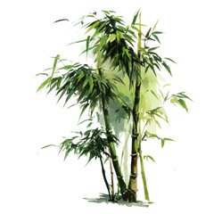 Obraz premium Bamboo, watercolor painting, vector illustration, isolated on a white background.