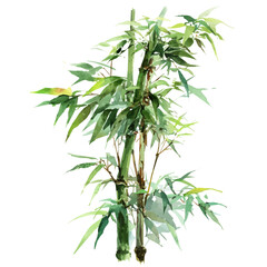 Bamboo, watercolor painting, vector illustration, isolated on a white background.