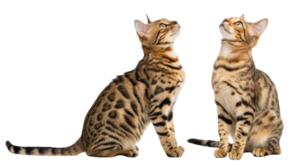 Two bengal cat with spotted fur pattern sitting and looking up with curious expression on transparency background