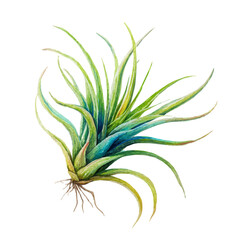 Fototapeta premium A watercolor painting of Air Plant, vector illustration on white background.