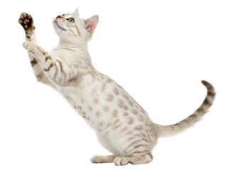 Naklejka premium Playful bengal cat with spotted fur and stripes is captured mid jump showing its energetic and curious nature in this lively pose